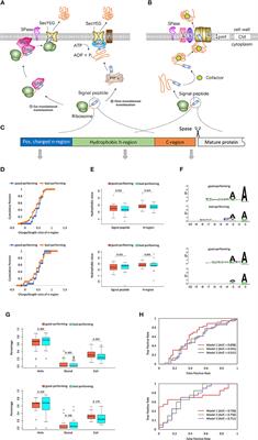 Factors Influencing Recombinant Protein Secretion Efficiency in Gram-Positive Bacteria: Signal Peptide and Beyond